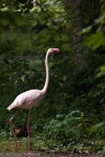 Flamingo (15 von 21).jpg